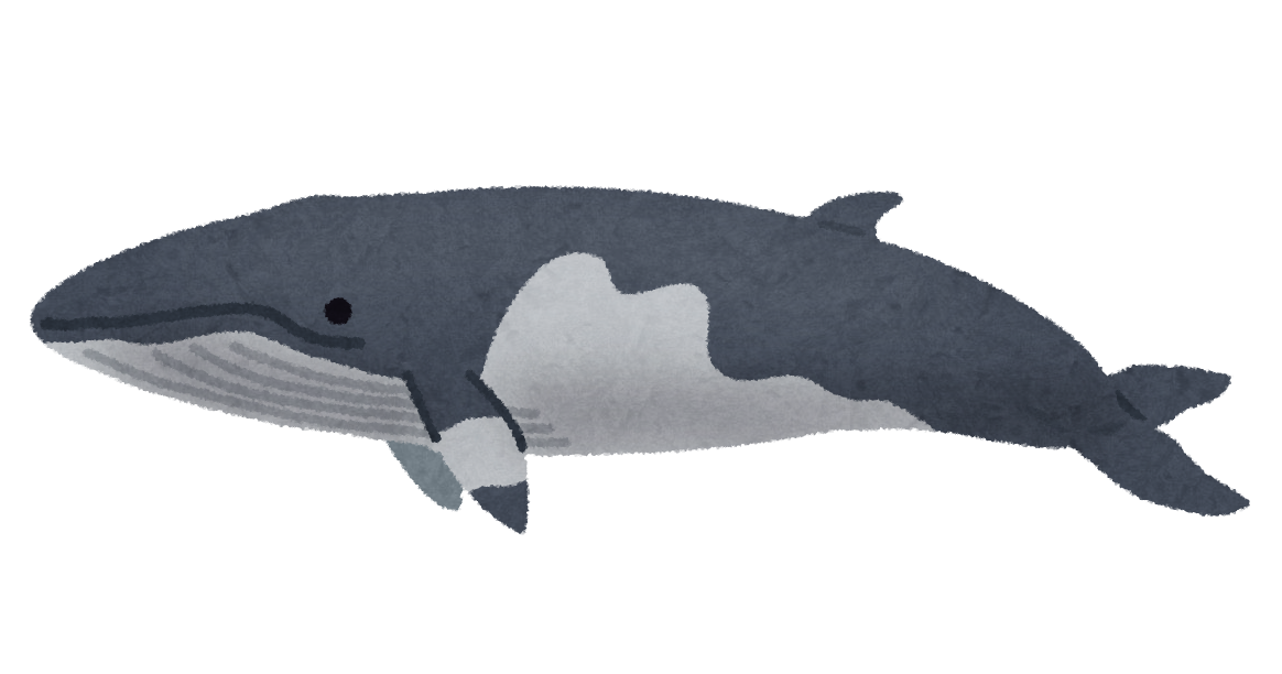ミンククジラのイラスト 鯨 かわいいフリー素材集 いらすとや ミンククジラのイラスト 鯨 かわいいフリー素材集 いらすとや