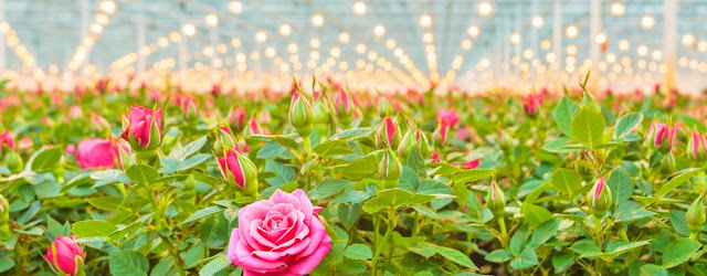 Hydroponics Plants Roses