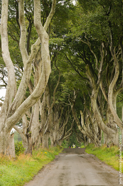 Dark Hedges Irlanda del Norte