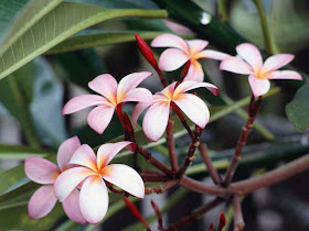 Beautiful Frangipani Flowers Collections