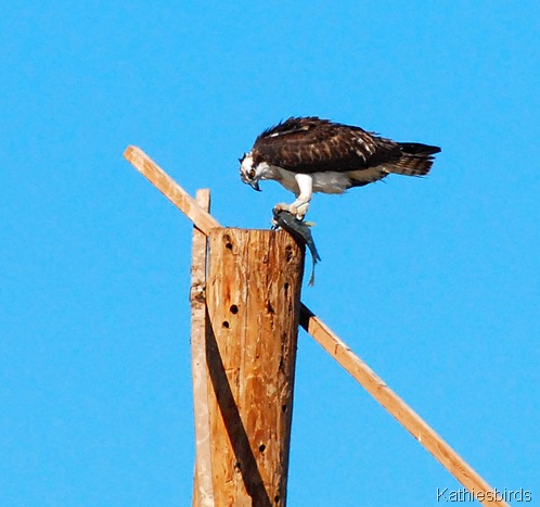 6. Osprey at Gilbert Water ranch-kab