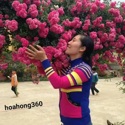 hoa hồng tầm xuân leo đỏ sapa
