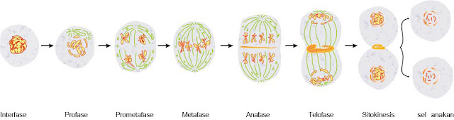 Hasil gambar untuk pembelahan mitosis