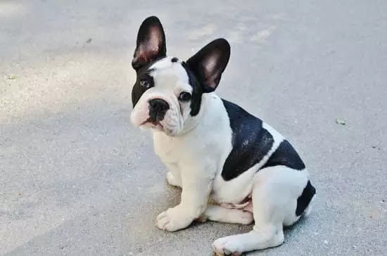 French Bulldog | Top 10 Cutest Small Dog Breeds