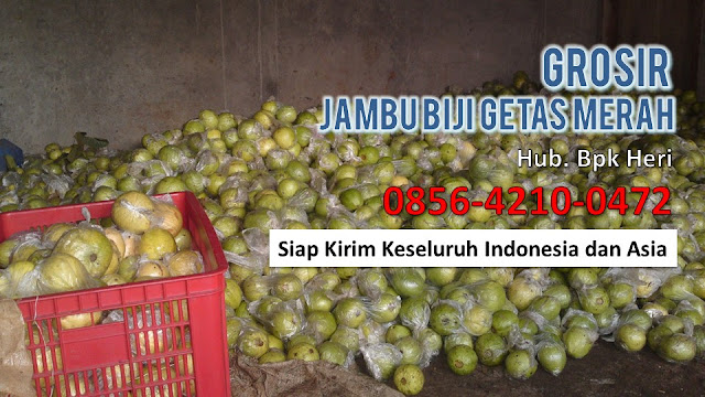 Supplier Jambu Biji Merah, Jual Grosir Jambu Biji Merah, Distributor Buah Jambu Biji.JPG