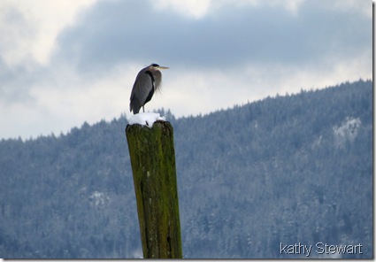 Heron on a post