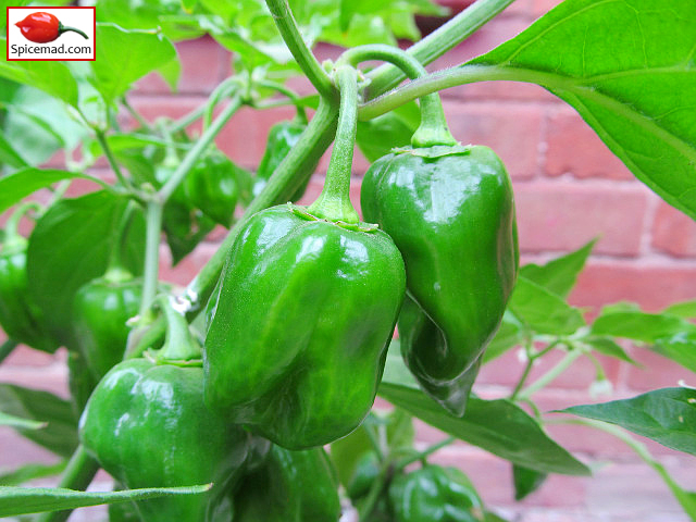 Orange Habanero - 28th July 2023