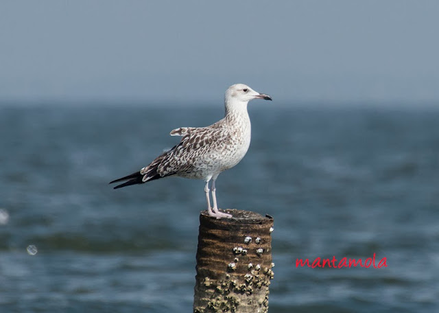 Heuglin's Gull (Larus heuglinii)