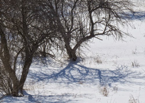 tree shadows