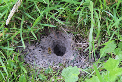 Dútske Ealjebij - Duitse Wesp - Vespula germanica