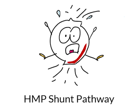 Pentose Phosphate Pathway