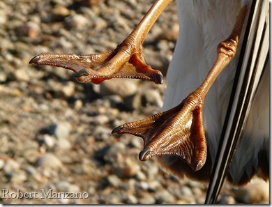 Copia de detalle patas