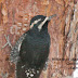 Williamson'sSapsucker--yet another male in Canon City
