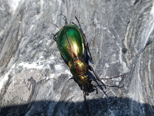 Carabus splendens, Hautes Pyrenees, France. Photo by Loire Valley Time Travel.