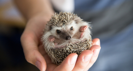 How to breed African pygmy hedgehogs?