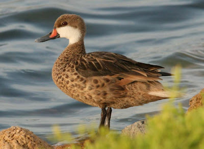 Pato gargantilla Anas bahamensis