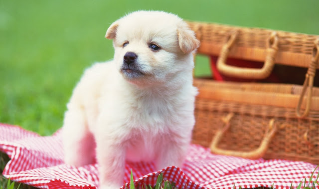 Cute Puppy HD Wallpaper Free