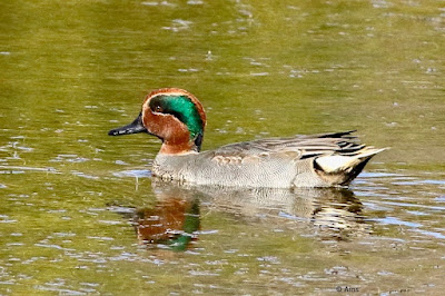 Green-winged Teal winter visitor