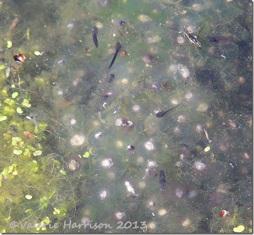 frogspawn