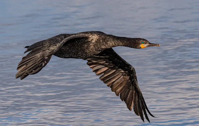 Cape Cormorant in Flight at Woodbridge Island