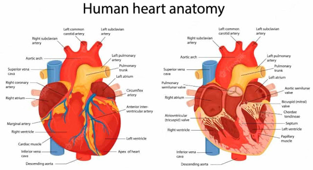 anatomi jantung dan fungsinya