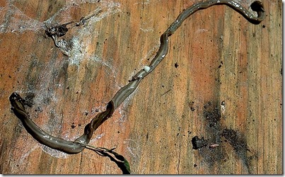 garage planarian worm mouth