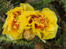 Riverdale Ecological Garden Eastern Prickly Pear Opuntia humifusa flowers by garden muses-not another Toronto gardening blog