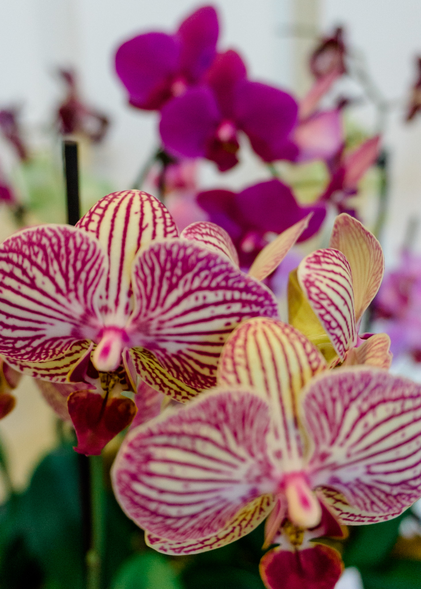 How many kinds of orchids exist?