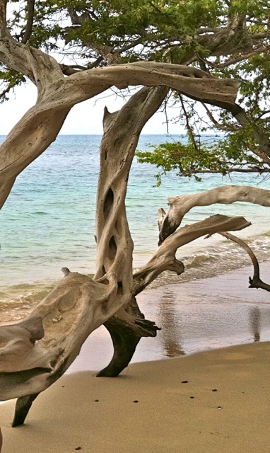 The Hawaii Beach wedding is such a popular idea that you would think it 