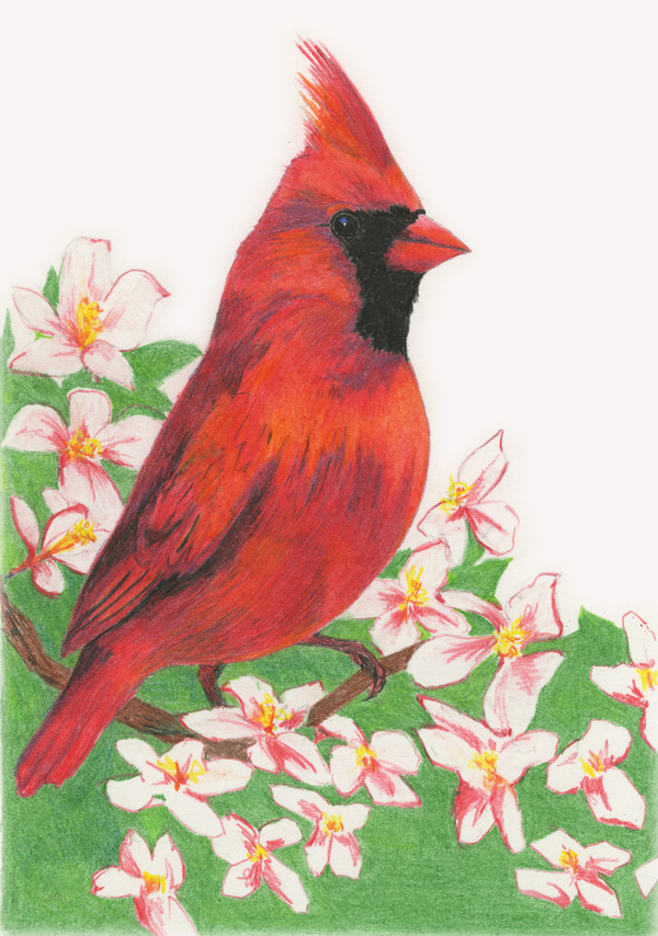 Diane Wright Art Journal: Colored Pencil - Birds