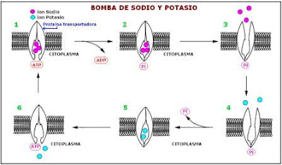 mecanismo de la bomba de sodio y potasio