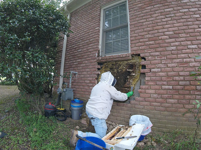 A Honeybee Rescue And Relocation Organization Shares Its Unbelievable Discovery After Removing The Bricks From A Client’s House