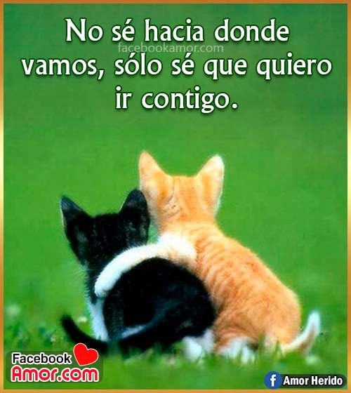 gatos con frases de amor