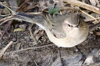 Common Chiffchaff - Phylloscopus collybita Common Chiffchaff