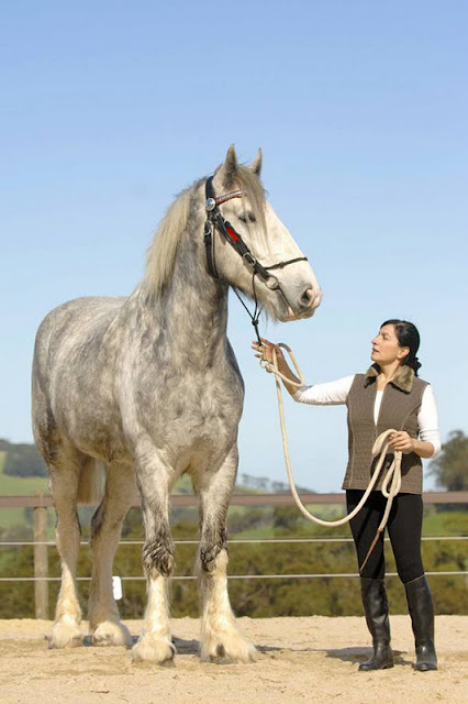 amazing tallest horse in the world