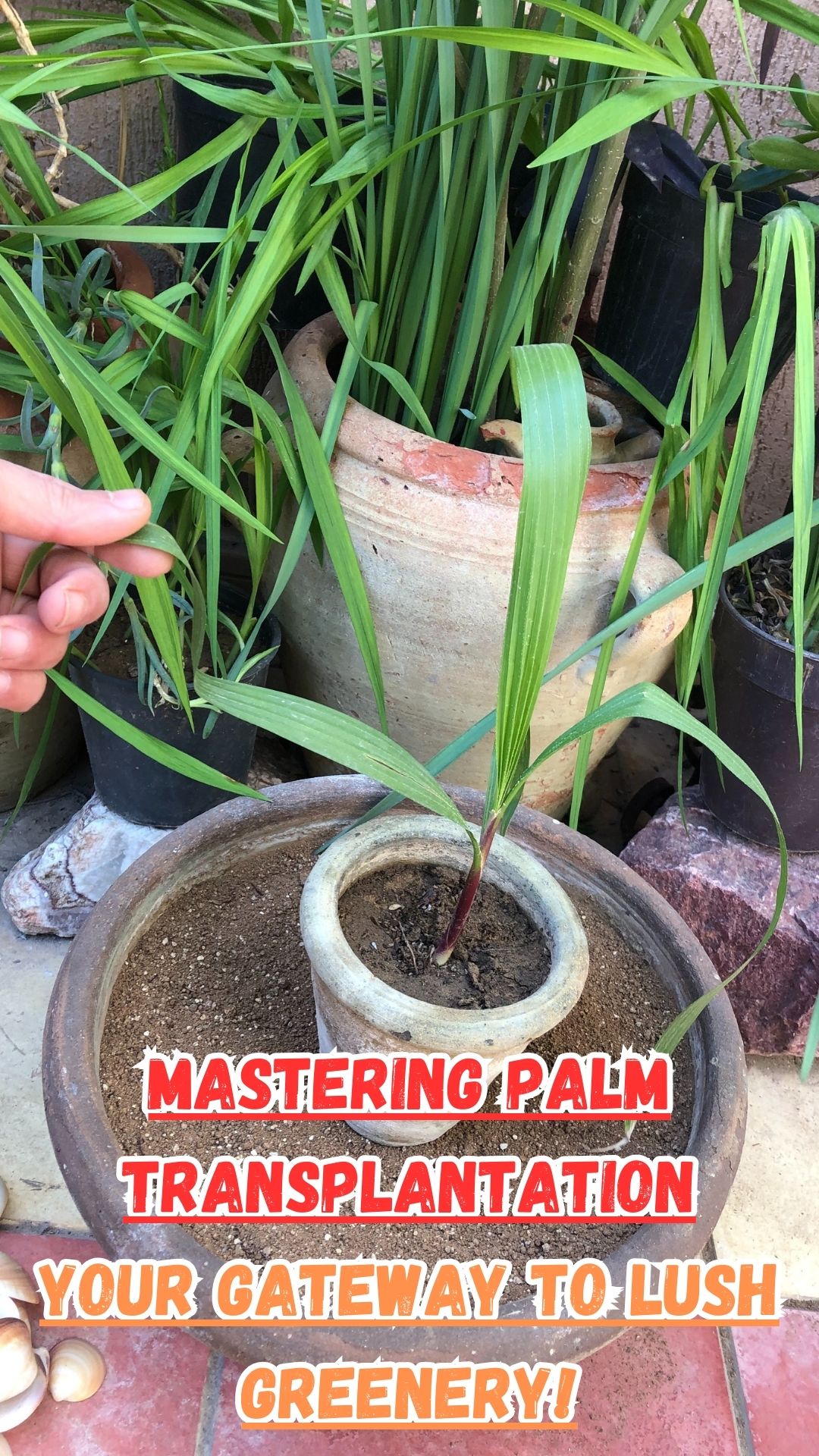 Looking to elevate your gardening skills? Embark on a captivating journey into the vibrant realm of palm transplantation with our newest tutorial! 🌱 Whether you're a seasoned plant enthusiast or just dipping your toes, this comprehensive guide will walk you through the flawless technique of transferring palms to containers.