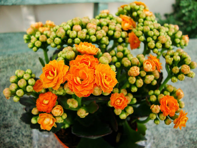 KALANCHOE