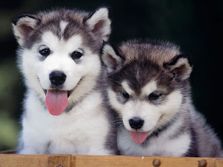 Raza de perro Husky Siberiano