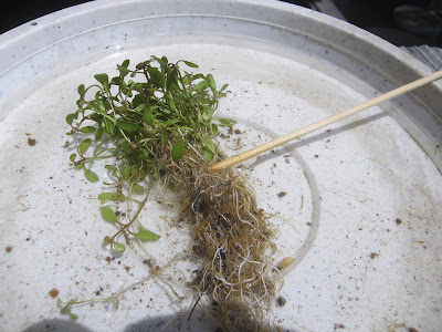 [最新] グロッソ 植え 方 310617