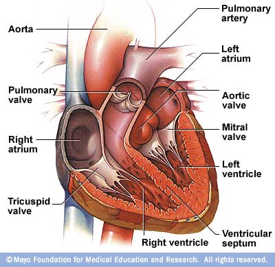 Heart on Heart And Circulatory System     How They Work
