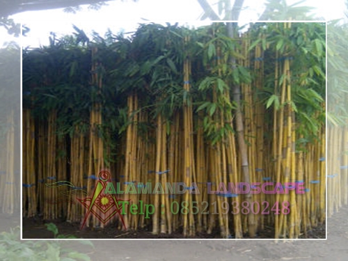TANAMAN PAGAR TANAMAN HIAS BAMBU KUNING BAMBU PANDA TANAMAN PAGAR TANAMAN HIAS BAMBU KUNING BAMBU PANDA