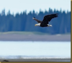 untitled Bald Eagle_ROT1412 September 01, 2011 NIKON D3S