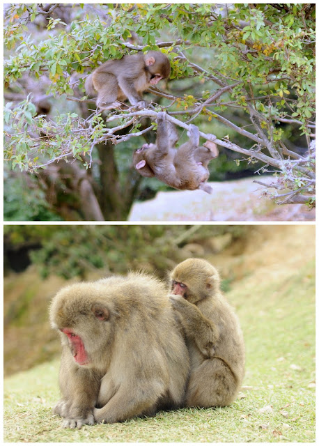 Kyoto travel with kids Iwatamaya Monkey Park