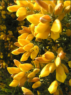 gorse, gorse bush, gorse flower