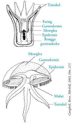 Struktur tubuh Cnidaria