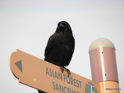 Crow species