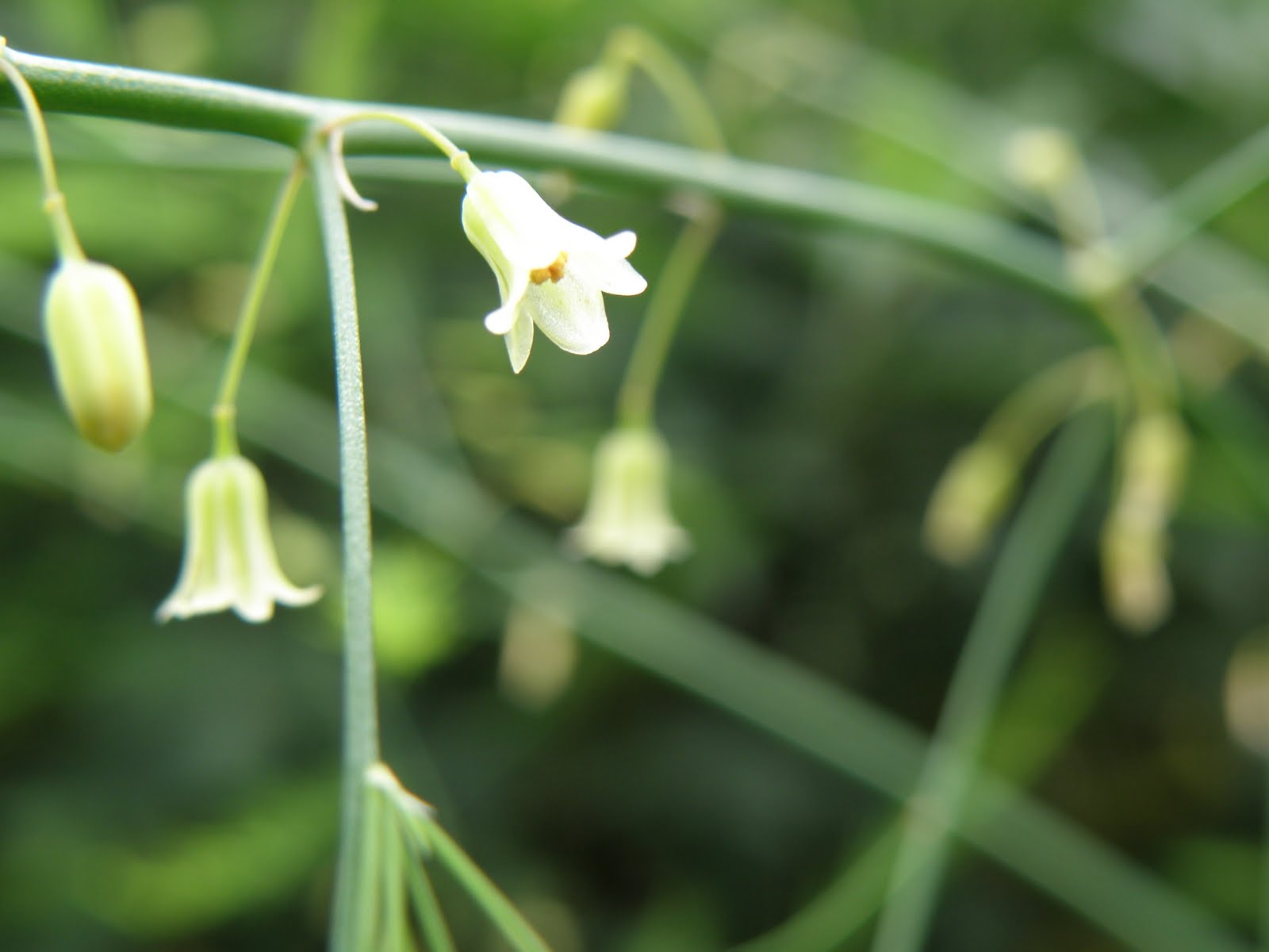 Flos 花 Blume Flower 華 Fleur Flor Cbetok Fiore アスパラガス