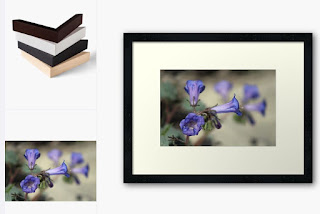 Canterbury Bell 2 Coachella Wildlife Preserve Framed Art Print