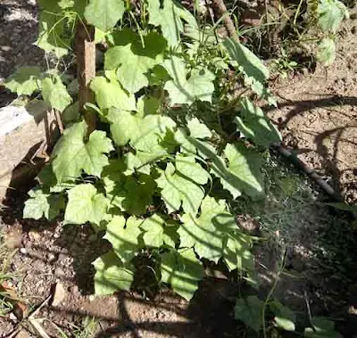 Ridge gourd terrace farming