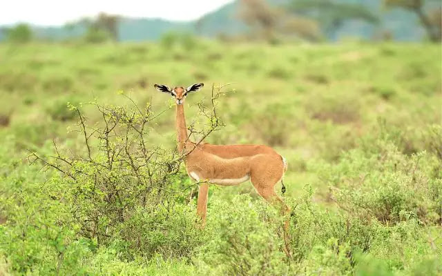 Top 10 Long Neck Animals in the World